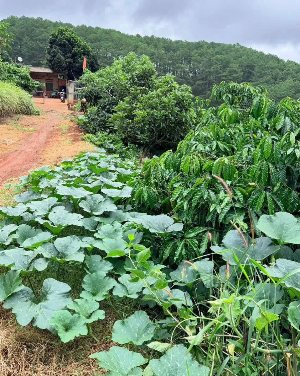 Dây bí trồng xen dưới hàng cà phê bên con đường đất đỏ, phía sau là đồi thông và một căn nhà nhỏ
