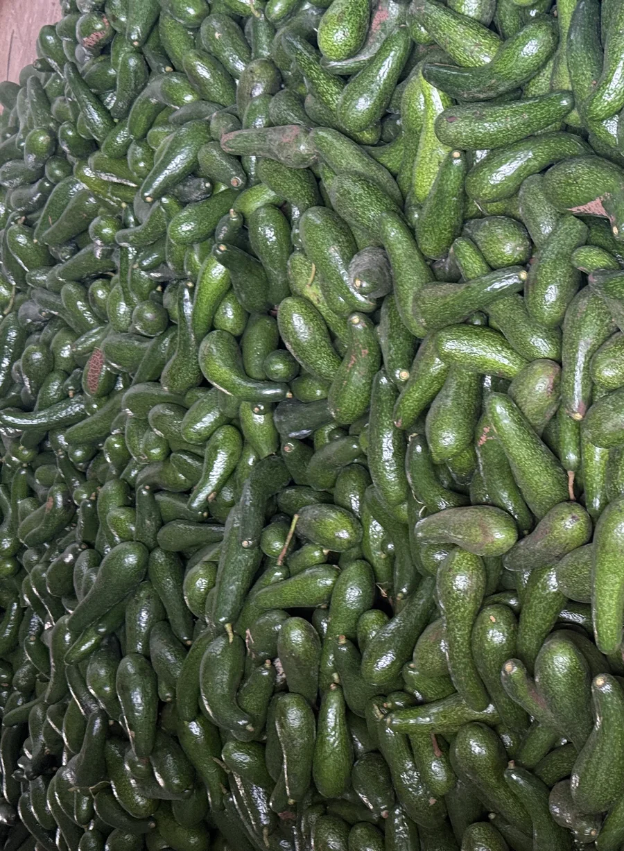 Đống bơ mới hái ở Nam Ban, quả thuôn dài đặc trưng giống 034