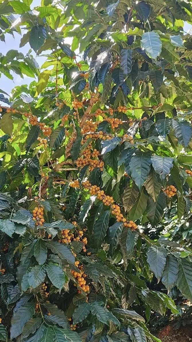 Cành cà phê trĩu quả chín màu vàng trên cây ở vườn Nam Ban