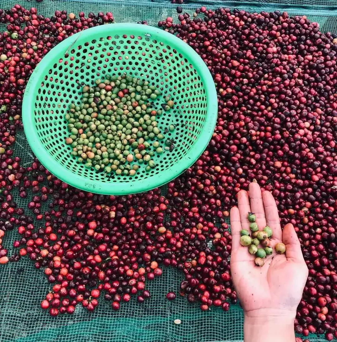 Phân loại quả cà phê chín và xanh sau khi hái ở Nam Ban