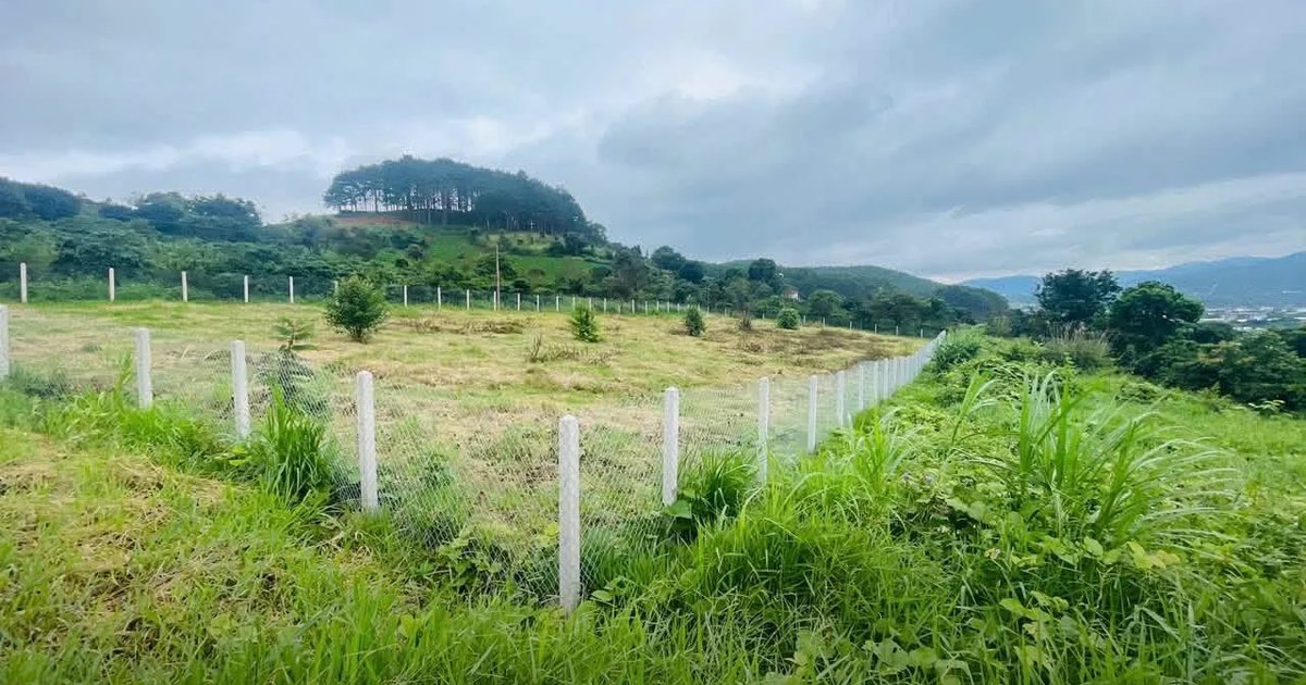 Một lô đất đã rào lưới, cắm cọc mốc bê tông ở Nam Ban, phía sau là đồi thông