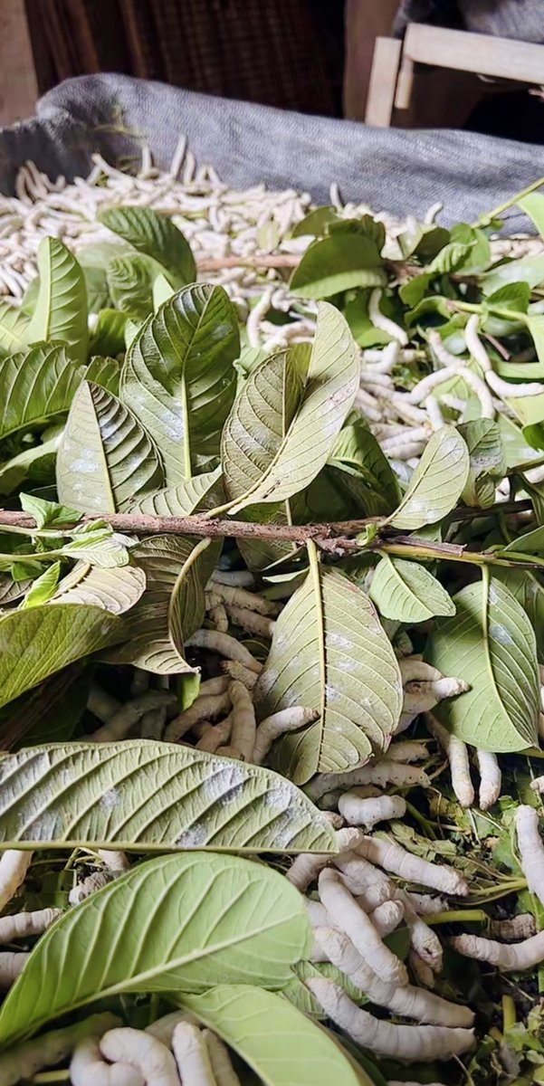 Tằm ăn lá dâu ở Nam Ban — nong tằm trắng phủ trên lá dâu xanh