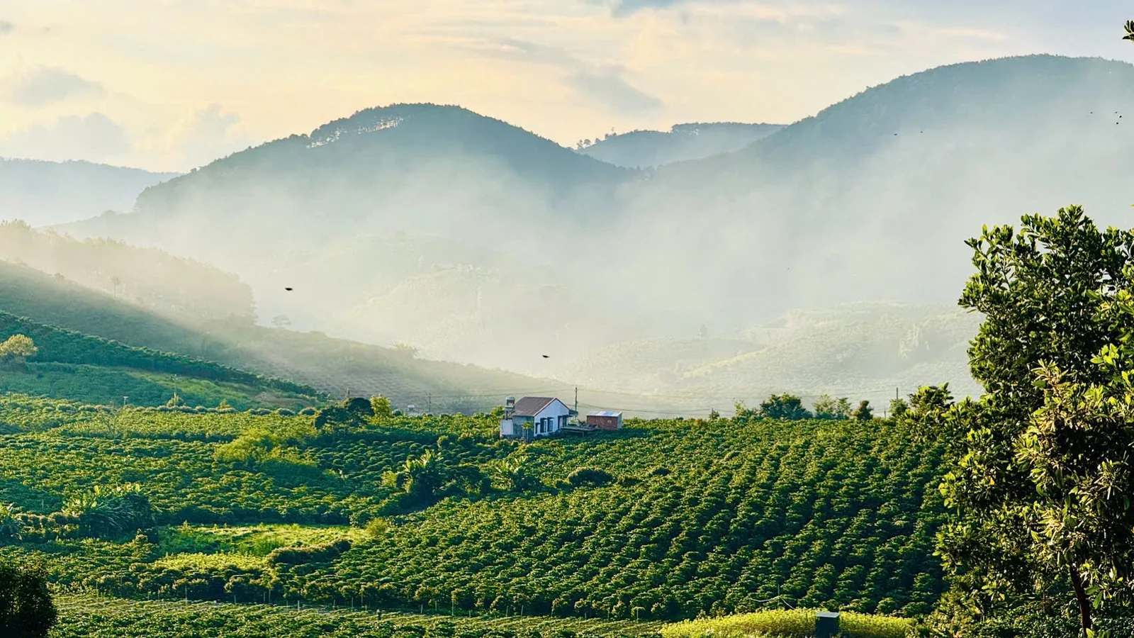 Sương sớm trên đồi cà phê ở Nam Ban