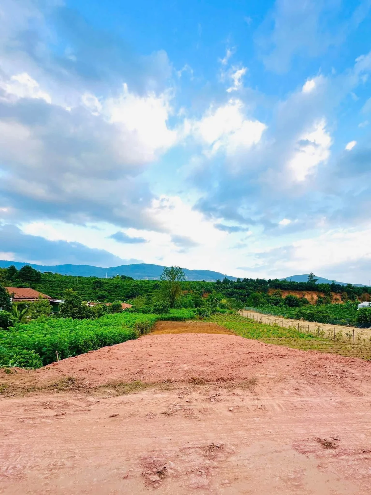 Một dải đất đỏ vừa được múc, gạt phẳng giữa vườn cà phê, bên phải là hàng cọc rào mới dựng, xa xa là dãy núi