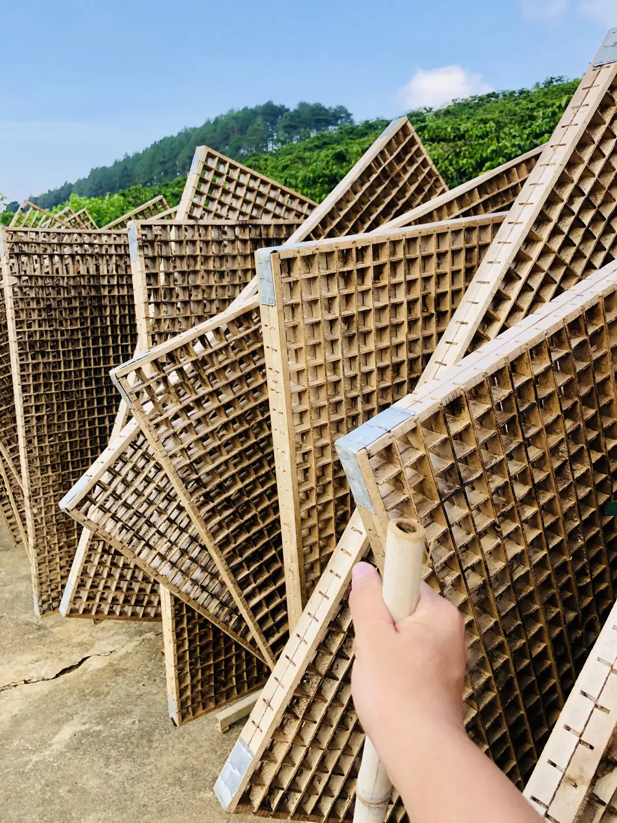 Né tre nuôi tằm ở Gia Lâm, Nam Ban — nghề tơ tằm truyền thống của vùng