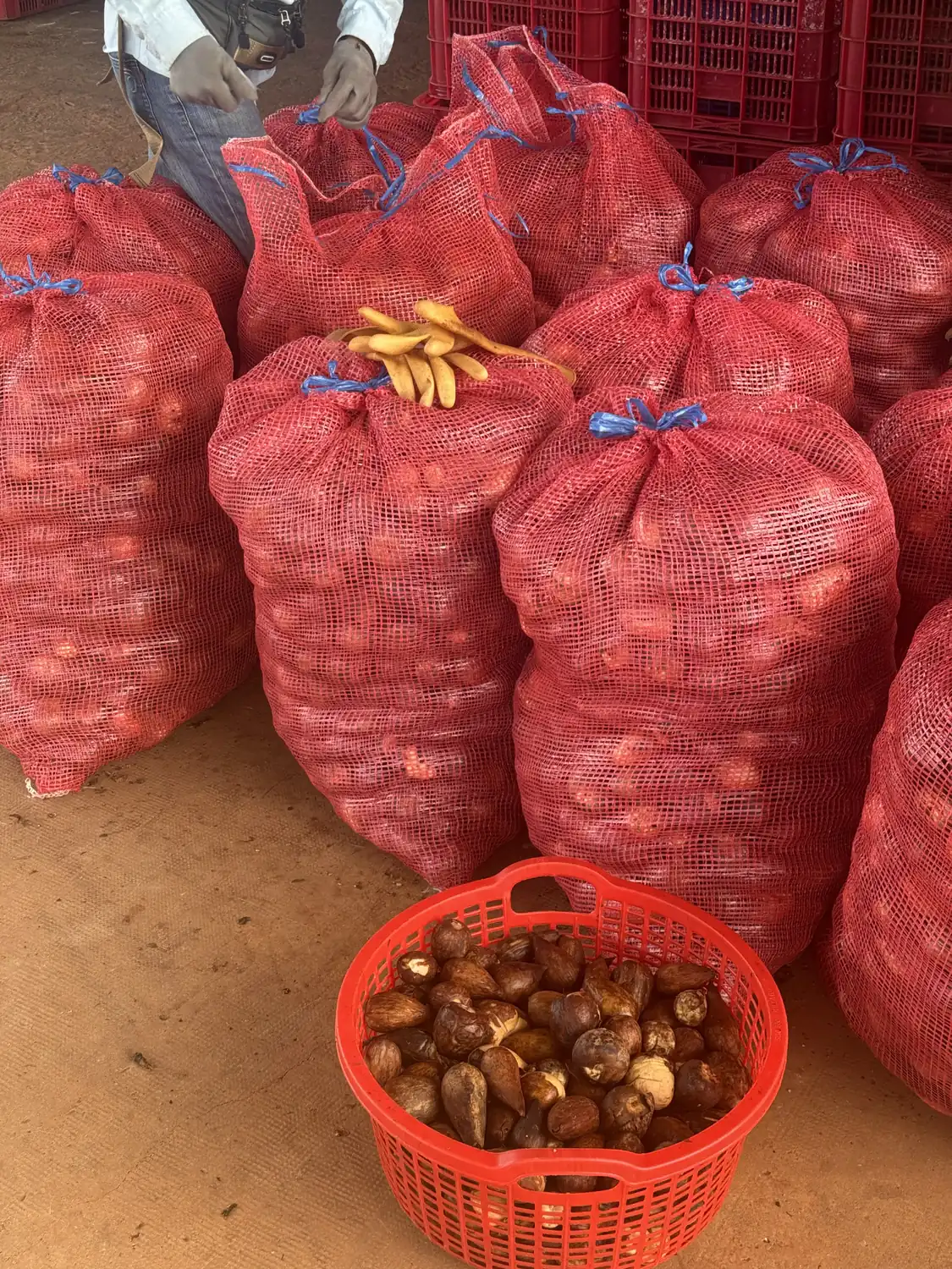 Hạt bơ Nam Ban gom lại đóng bao lưới đỏ, chờ bán cho người ươm giống