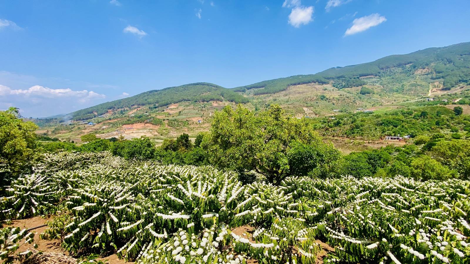 Hoa cà phê nở trắng trên đồi ở Nam Ban