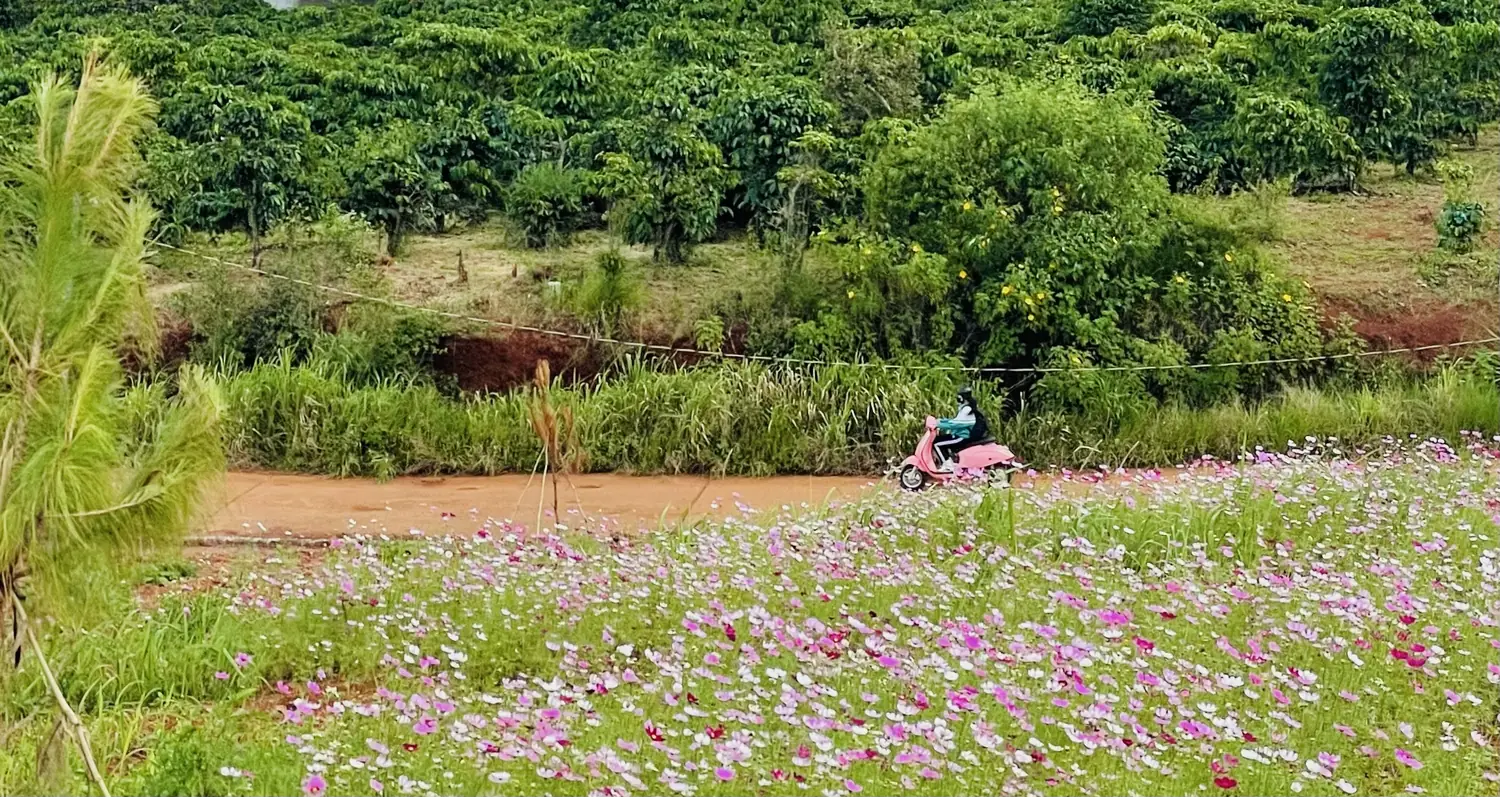 Vạt hoa sao nhái hồng trắng dọc một con đường đất đỏ ở Nam Ban, phía sau là rẫy cà phê