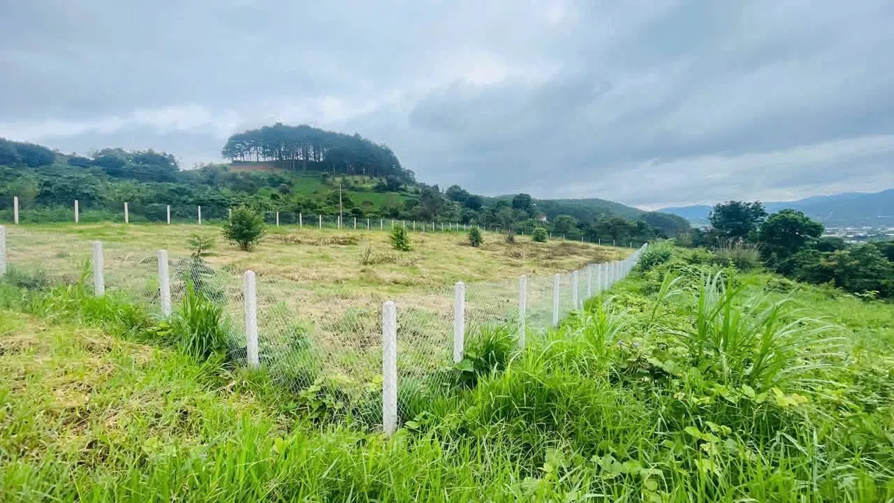 Lô đất ở Nam Ban đã rào lưới bằng cọc bê tông, cỏ mọc kín, chưa xây gì, phía sau là đồi có vạt thông