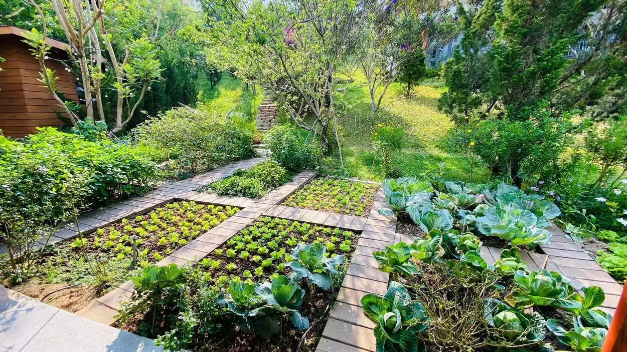 Vườn rau ở Nam Ban chia luống nhỏ, lối đi lát gỗ giữa các luống, rau cải và cây cảnh trồng xen, đồi thông phía sau